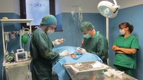 Chirurgia Veterinaria Trento